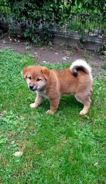 Shiba Inu maschio e femmina!!