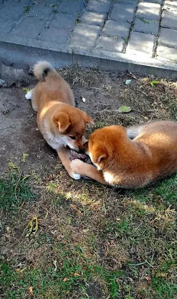 Shiba Inu maschio e femmina!! | Foto 0