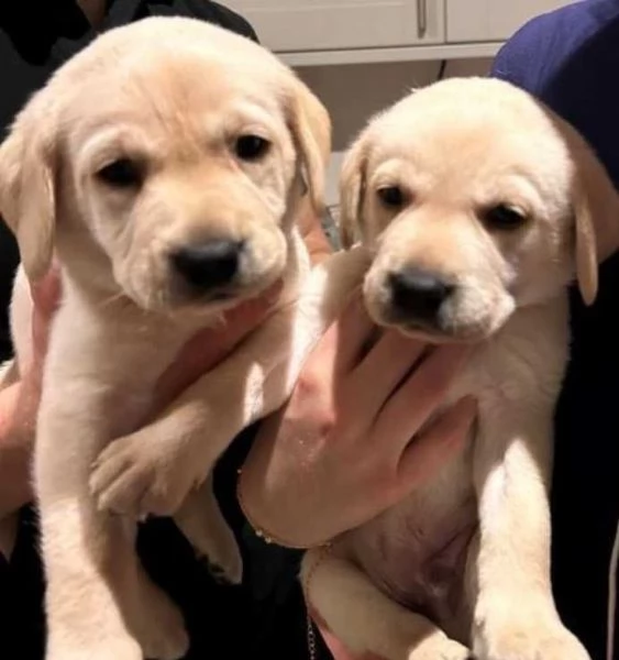 Disponibili adorabili cuccioli di Labrador