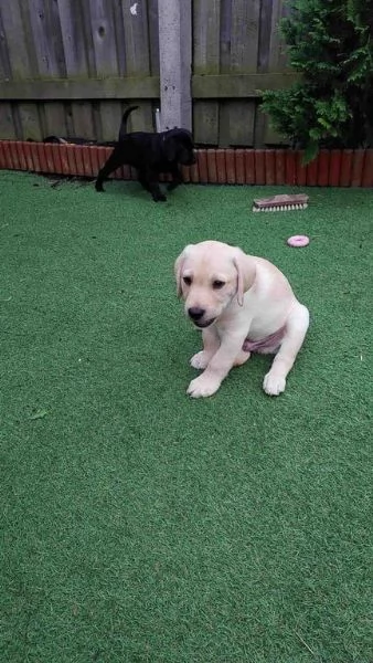 Disponibili adorabili cuccioli di Labrador | Foto 0