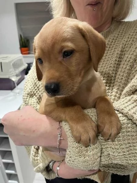 Disponibili adorabili cuccioli di Labrador | Foto 1