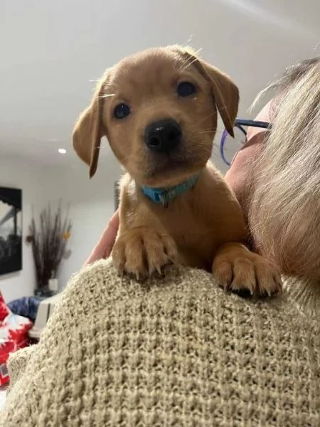 Disponibili adorabili cuccioli di Labrador | Foto 0