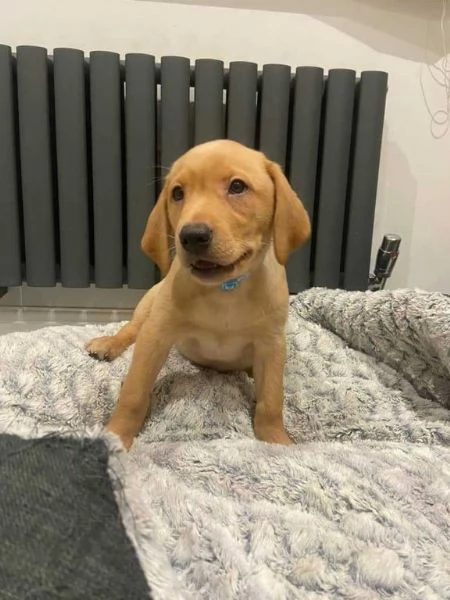 Disponibili adorabili cuccioli di Labrador