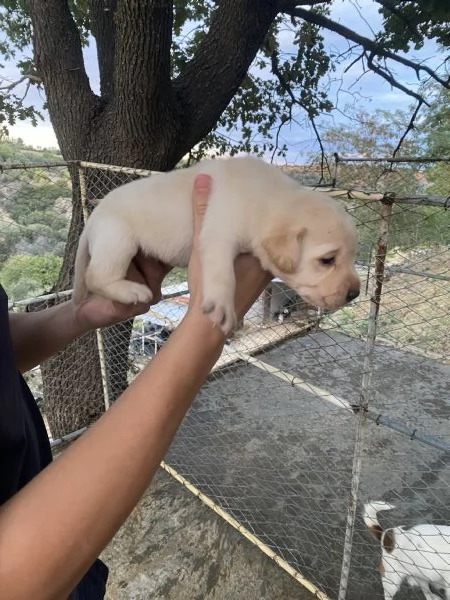 Cuccioli di Labrador Retriever