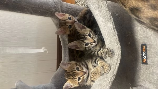 cuccioli di gatto del bengala | Foto 4