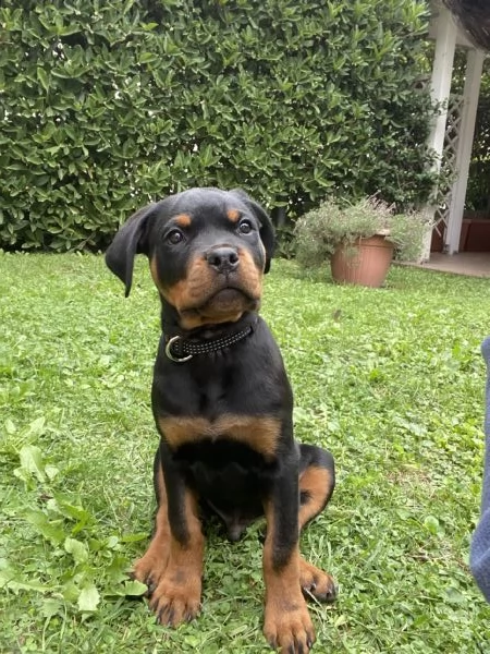 Vendo cucciolo di Rottweiler maschio 