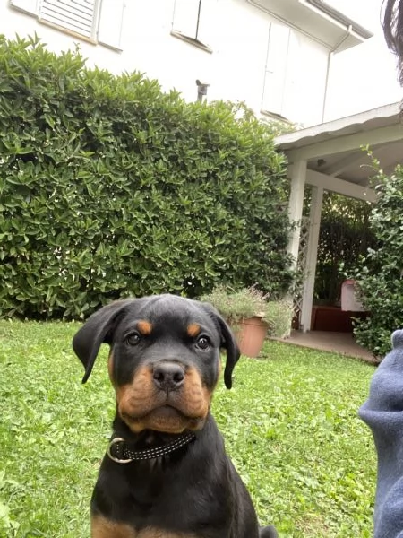 Vendo cucciolo di Rottweiler maschio  | Foto 0