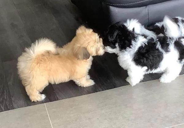 cuccioli di Havanese dandy