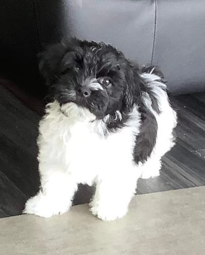 cuccioli di Havanese giovanili