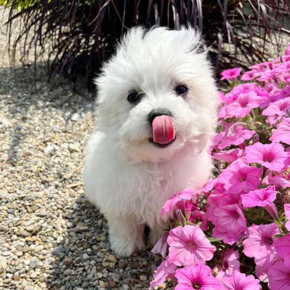 Regalo cuccioli di maltese per l'adozione disponibili per una buona case, i cuccioli sono ben treno 