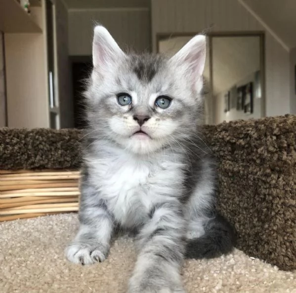 Cucciola di razza Maine Coon