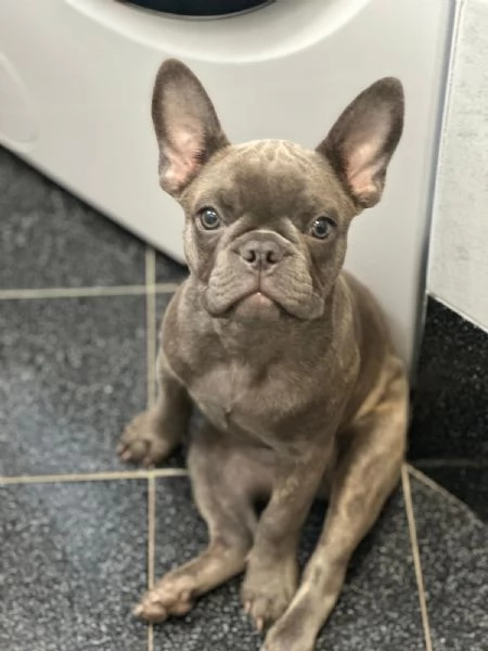 Vendesi bouledogue francese 