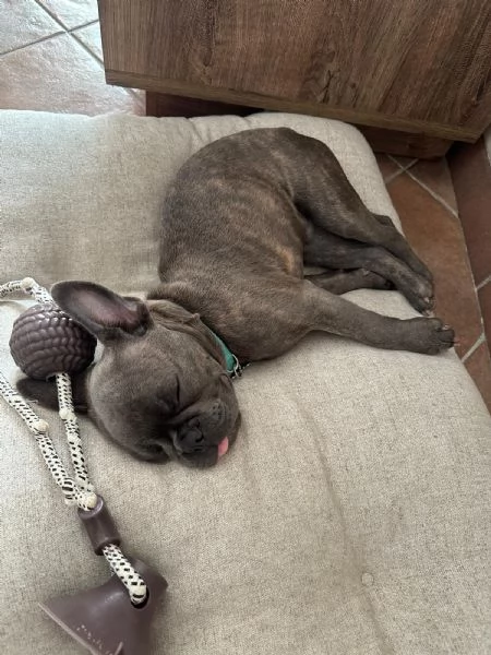 Vendesi bouledogue francese  | Foto 4