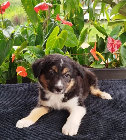 Regala dei cuccioli di Border Collie | Foto 1