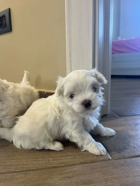 Cucciolo di maltese  | Foto 2