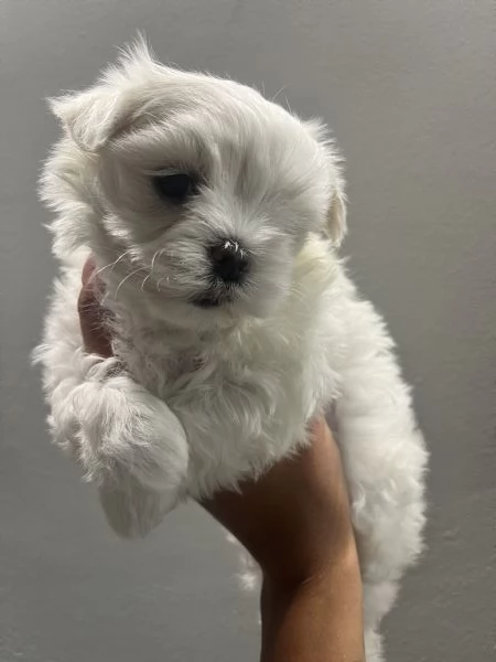 Cucciolo di maltese  | Foto 1