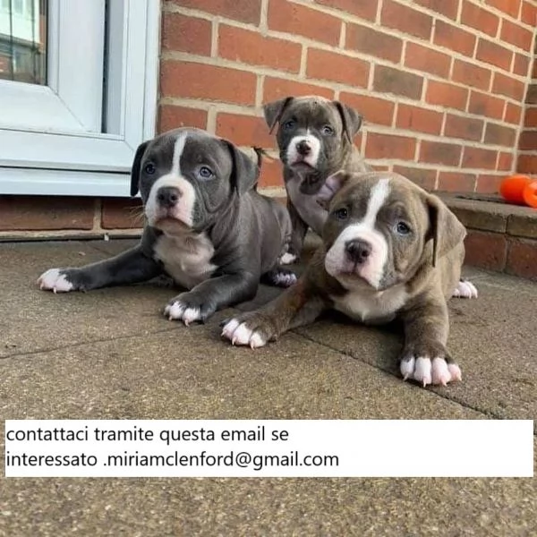 Cuccioli di pitbull registrati KC