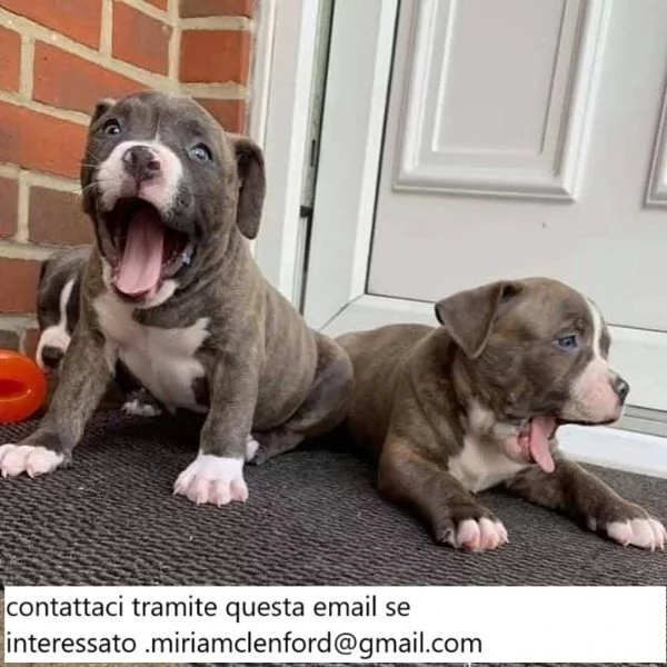 Bellissimi cuccioli di Pitbull