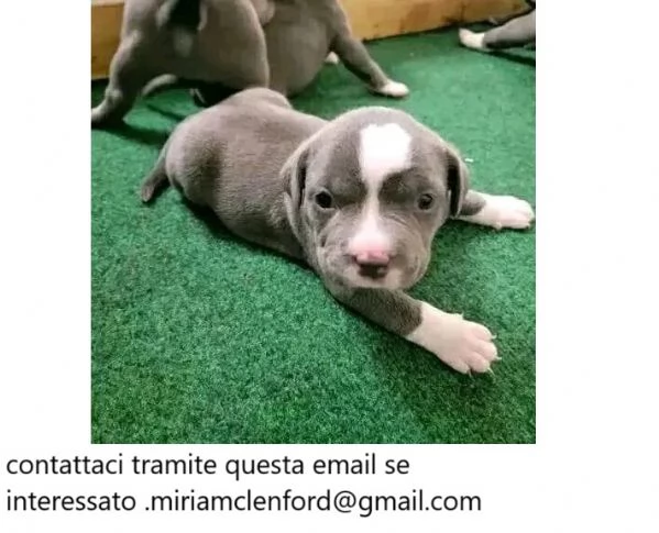 Pitbull Terrier in adozione, 8 settimane