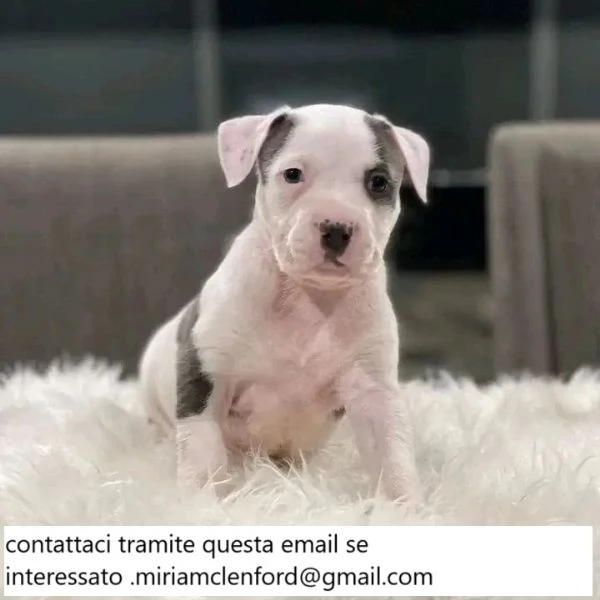 Bellissimi cuccioli di Pitbull colorati