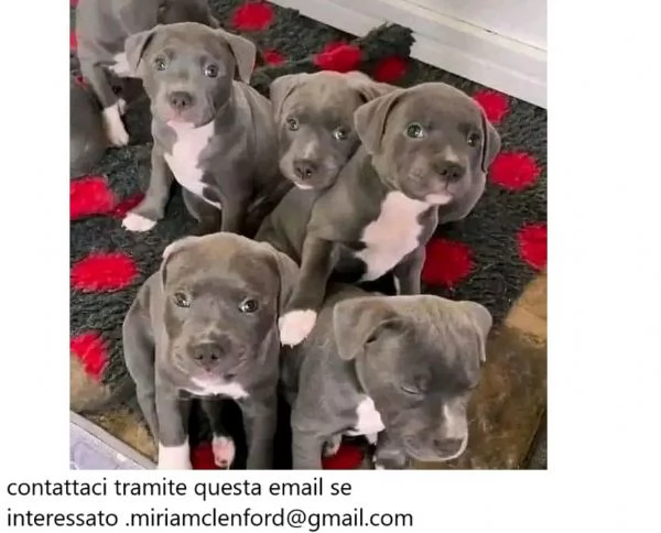 Cuccioli di pitbull terrier americano