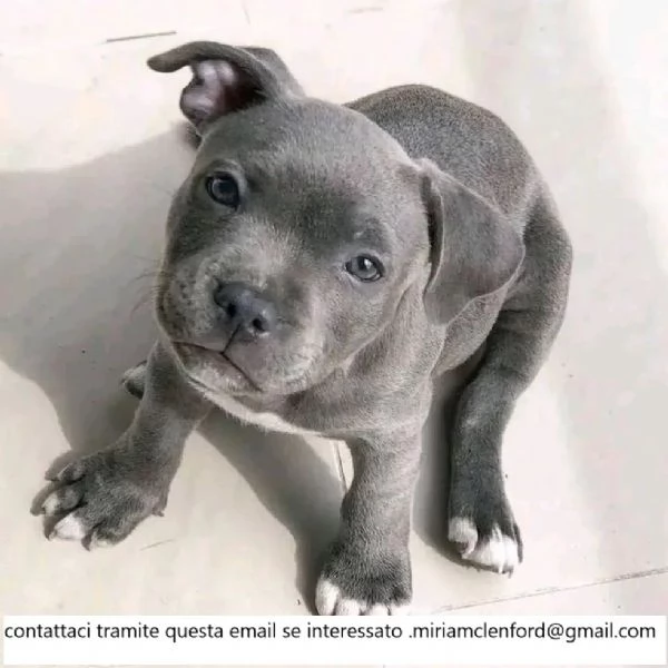 Cuccioli di pitbull americano dal naso blu