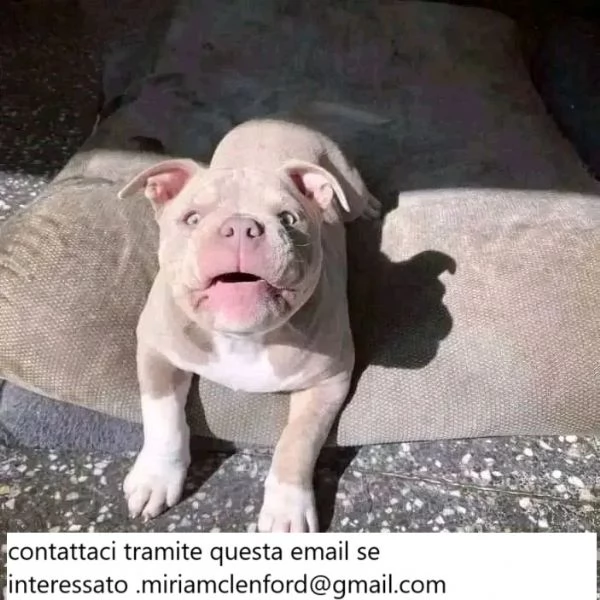 Cuccioli di Pitbull dal naso blu