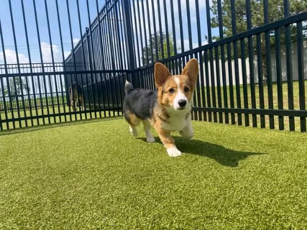 Welsh corgi 