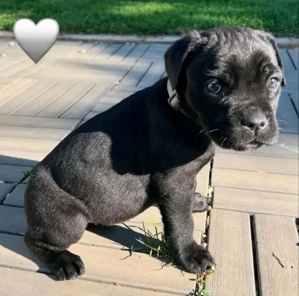 Cane Corso  | Foto 1