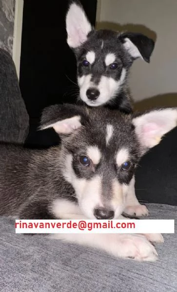 Cuccioli Siberian Husky con Pedigree e occhi azzur