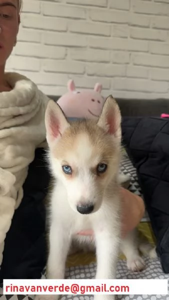 Cuccioli Husky