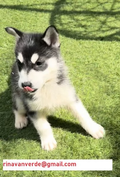 Cucciolo di Siberian Husky