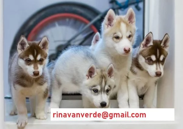 Cuccioli Siberian Husky