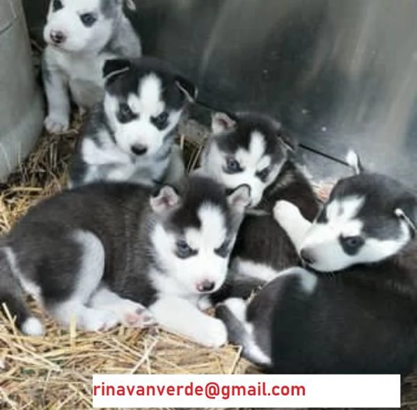 Cuccioli di Siberian Husky