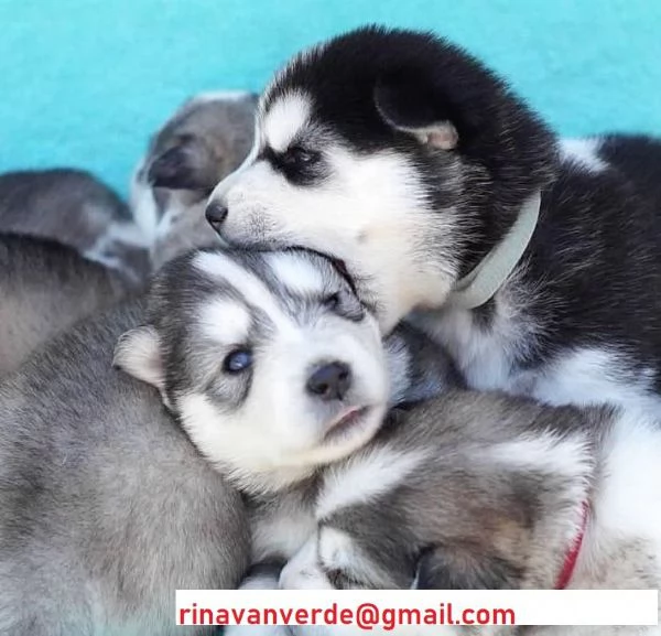 CUCCIOLI DI SIBERIAN HUSKY