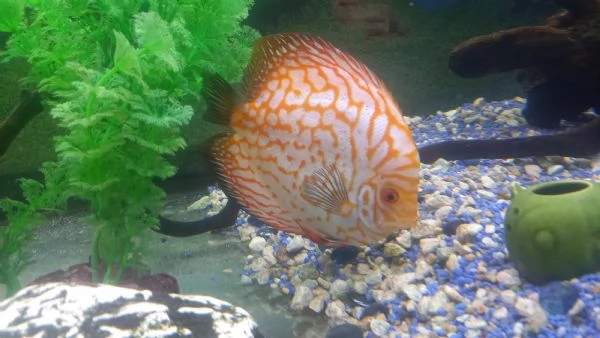 DISCUS DI 12 MESI | Foto 0