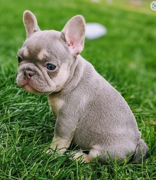 cuccioli Bulldog francese  | Foto 0