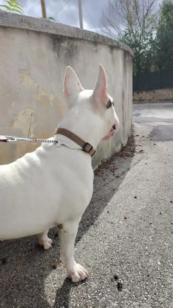 Regalo Bull Terrier 