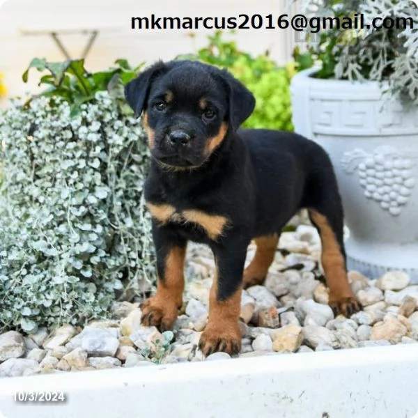 dolcissimo Rottweiler cuccioli