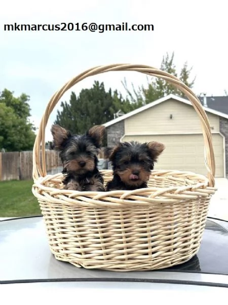 dolcissimo Yorkie cuccioli  | Foto 0