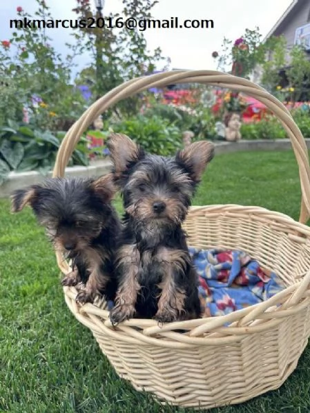 dolcissimo Yorkie cuccioli 