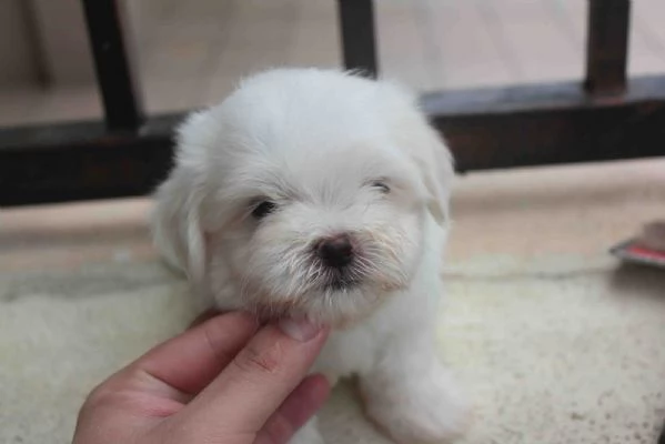 Cuccioli di maltese adorabili con personalità amichevoli