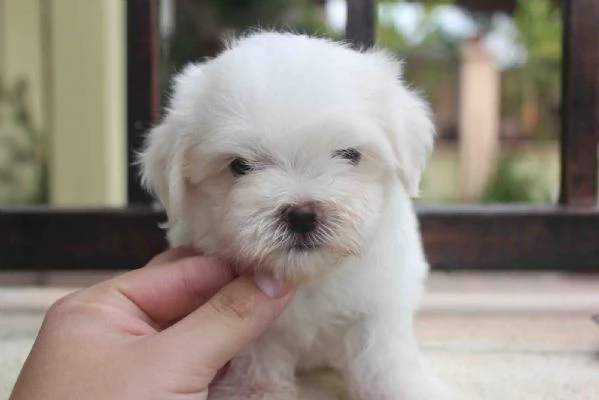 Cuccioli di maltese adorabili con personalità amichevoli | Foto 2