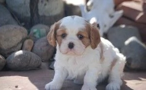 Cavalier King Charles Spaniel