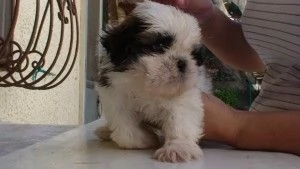 Cuccioli di Shih Tzu carini disponibili per l'adozione