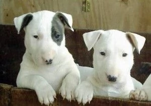 Cuccioli di Bullterrier dall'aspetto adorabile, pronti ora