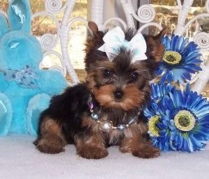 Cuccioli di Yorkie Teacup garantiti al 100% a prezzi accessibili