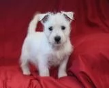 cucciolo femmina west highland white terrier in vendita.