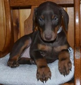 Cuccioli di Doberman Pinscher della linea Ch Akc in vendita