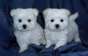 Cuccioli di Maltese Teacup fantastici